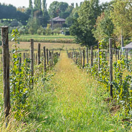 Il paesaggio viticolo